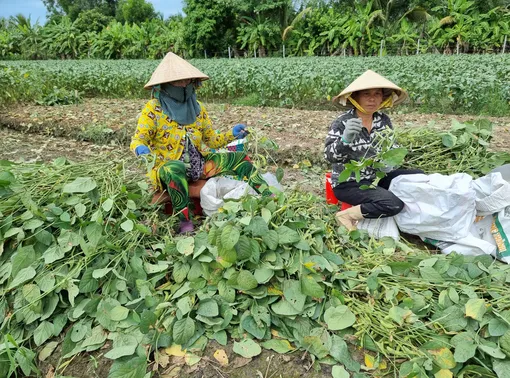 Quan tâm hoàn thiện khung pháp lý, tạo thuận lợi ứng dụng công nghệ chỉnh sửa gen trong nông nghiệp