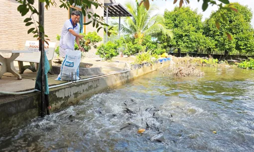 Nâng cao thu nhập bằng mô hình trồng trọt kết hợp chăn nuôi