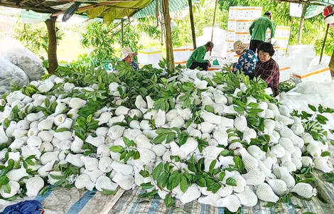 Hội viên, nông dân liên kết, hợp tác sản xuất để phát triển Hội viên, nông dân liên kết, hợp tác sản xuất để phát triển