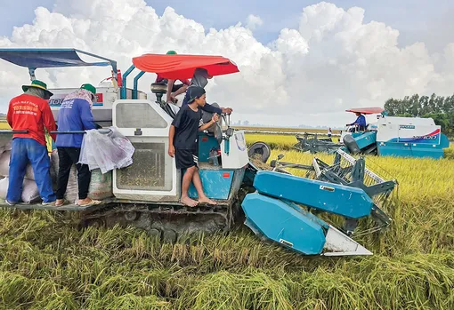 Nỗ lực khơi thông nguồn vốn cho thực hiện Đề án 1 triệu héc-ta lúa Nỗ lực khơi thông nguồn vốn cho thực hiện Đề án 1 triệu héc-ta lúa