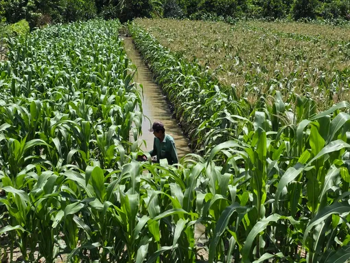 Chủ động chăm sóc, bảo vệ cây trồng an toàn mùa mưa, lũ và triều cường