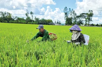 Quản lý và phòng trừ lúa cỏ bằng giải pháp tổng hợp
