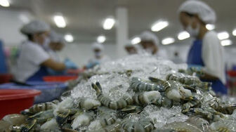 Vietnam shrimp exports achieve strongest growth in three years Vietnam shrimp exports achieve strongest growth in three years