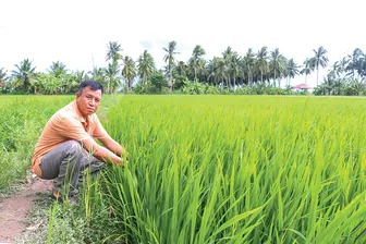 Hiệu quả liên kết trồng lúa tím xanh