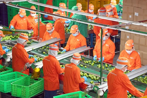 9 tháng năm 2025, số lượng cảnh báo từ EU với nông sản xuất khẩu của Việt Nam giảm 50% 9 tháng năm 2025, số lượng cảnh báo từ EU với nông sản xuất khẩu của Việt Nam giảm 50%