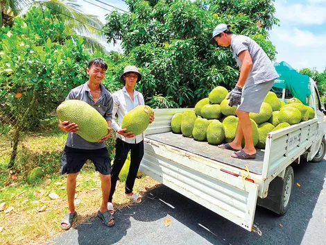 Nông nghiệp Cần Thơ vượt khó, đạt tăng trưởng cao