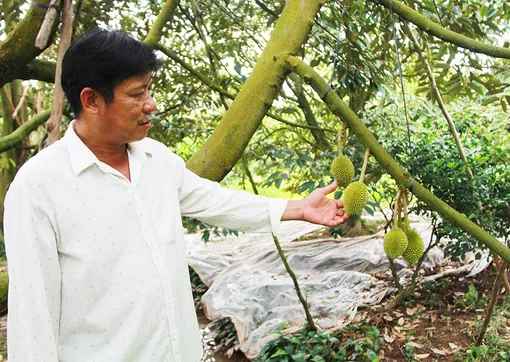 Làm giàu từ sầu riêng nghịch vụ