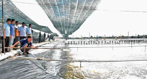 Vùng nuôi tôm công nghiệp ven đê biển xã Lai Hòa còn nhiều tiềm năng phát triển