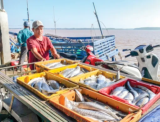 Xây dựng Trần Đề thành trung tâm kinh tế biển đa ngành, phát triển bền vững cho ĐBSCL