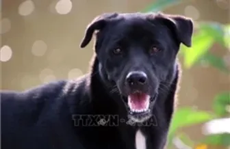 Thả rông động vật nuôi ở nơi công cộng sẽ bị phạt tiền tới 1 triệu đồng