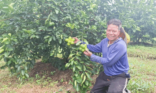 ដាំ​ក្រូច​ឆ្មារ​គ្មាន​គ្រាប់​រក​បាន​ប្រាក់​ចំ​ណូល​ខ្ពស់