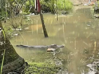 Tìm kiếm cá sấu dài khoảng 1,5m xuất hiện gần nhà dân Tìm kiếm cá sấu dài khoảng 1,5m xuất hiện gần nhà dân