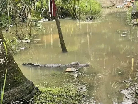 Tìm kiếm cá sấu dài khoảng 1,5m xuất hiện gần nhà dân