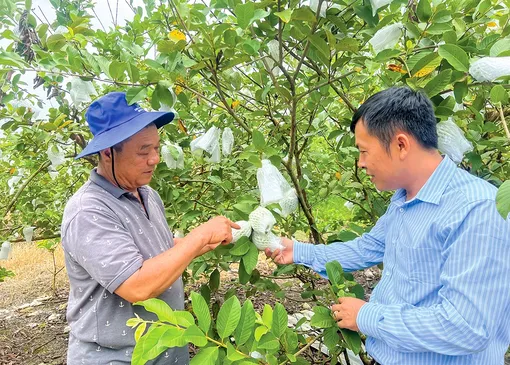 Cần Thơ có 29 hợp tác xã nông nghiệp thành lập mới