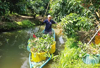 Hơn 5.840ha cây trồng ở Cần Thơ bị ngập do triều cường và mưa lũ
