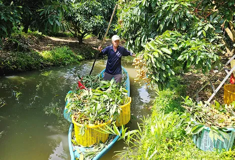 Hơn 5.840ha cây trồng ở Cần Thơ bị ngập do triều cường và mưa lũ