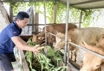 Phát triển ổn định với mô hình nuôi bò