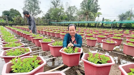 Trồng hoa kết hợp rau màu, thu nhập cao