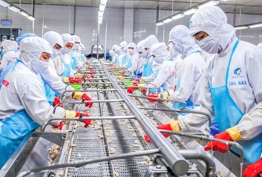 Cà Mau phát triển ngành thủy sản chủ lực