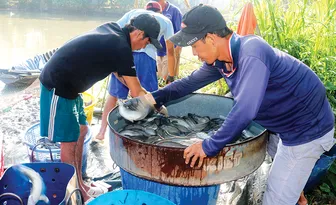 Tổng sản lượng thủy sản nuôi trồng và khai thác đạt hơn 8,15 triệu tấn