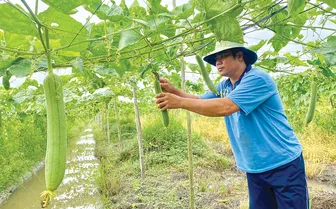 Trồng mướp cho thu nhập cao