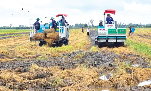 Ứng dụng máy móc, công nghệ để tối ưu hiệu quả sử dụng rơm rạ