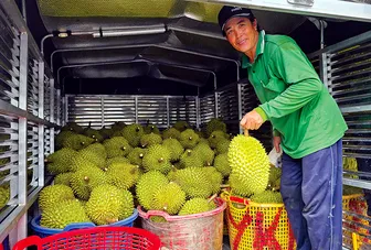 Sầu riêng tăng giá