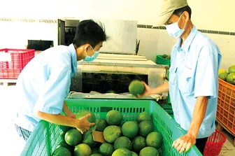 Giá bưởi da xanh giảm