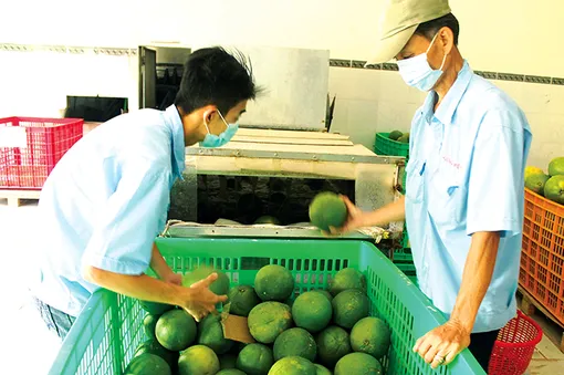 Giá bưởi da xanh giảm