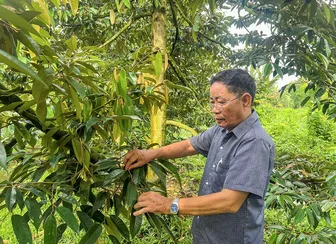 Đổi mít già cỗi lấy nguồn thu nhập bền vững từ sầu riêng