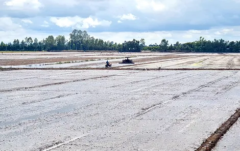 Tăng cường bảo vệ, đảm bảo sản xuất an toàn, hiệu quả vụ lúa đông xuân