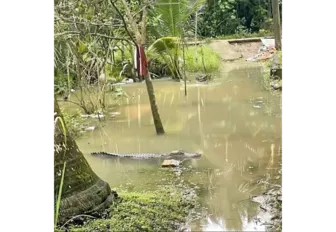 Chưa tìm thấy cá sấu nổi trên mặt kênh dẫn nước vào mương vườn