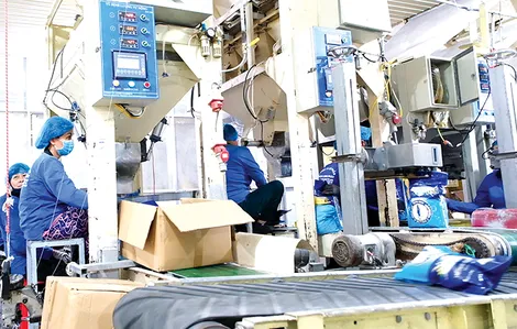 Cần Thơ tích cực chuẩn bị cho Tổng điều tra kinh tế năm 2026