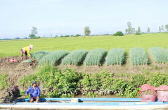 ឈាន​ឡើង​ចាក​ផុត​ពី​ភាព​ក្រី​ក្រ​អា​ស្រ័យ​ដាំ​ដំណាំ​