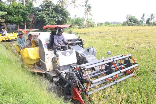 Hiệu quả bước đầu từ mô hình lúa chất lượng cao, phát thải thấp ở xã Vĩnh Lợi