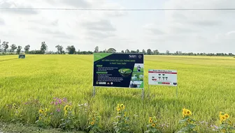 Phát triển trồng trọt theo hướng an toàn, bền vững