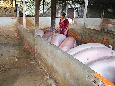 Tích cực hỗ trợ người dân phát triển chăn nuôi