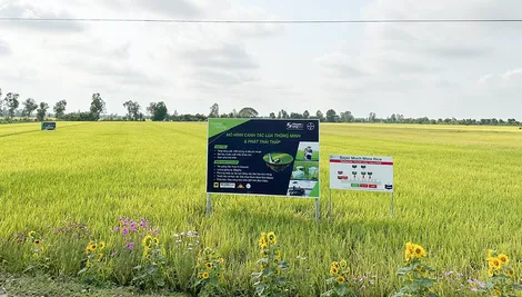 Phát triển trồng trọt theo hướng an toàn, bền vững