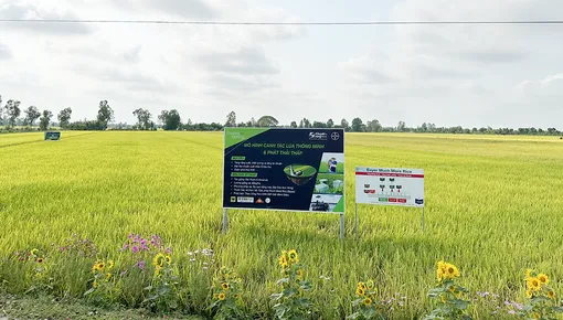 Phát triển trồng trọt theo hướng an toàn, bền vững