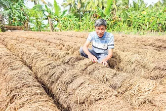 Lúa - nấm - phân hữu cơ - Mô hình tuần hoàn tạo thu nhập kép