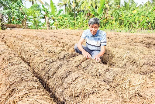 Lúa - nấm - phân hữu cơ - Mô hình tuần hoàn tạo thu nhập kép