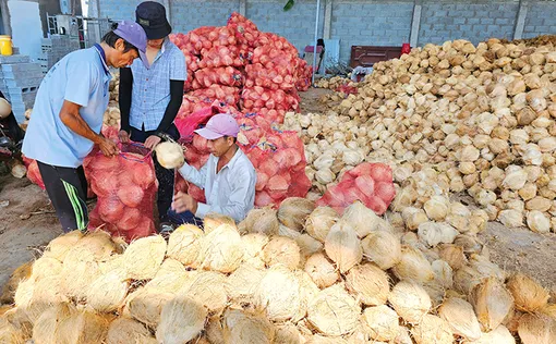Giá trái dừa khô giảm