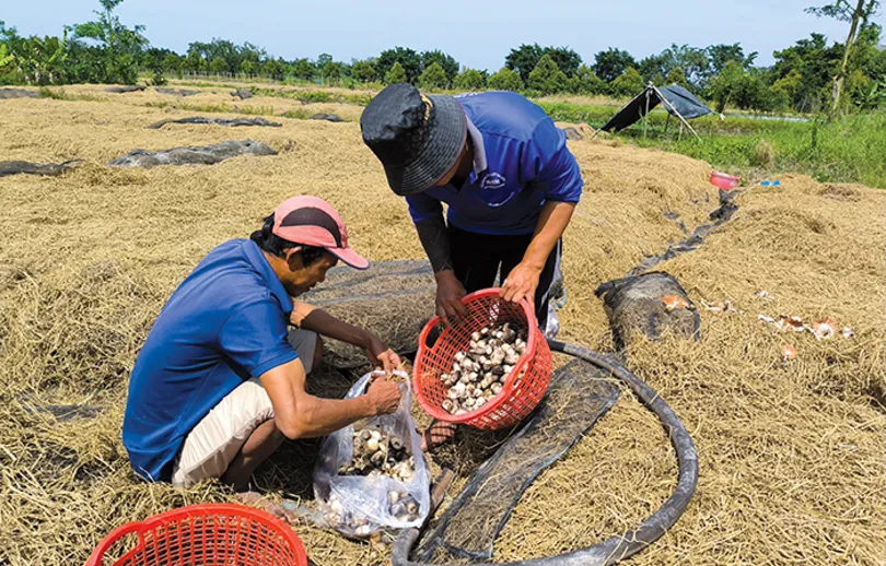 Nấm rơm bán được giá cao