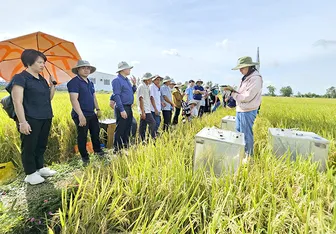 Nhân rộng mô hình canh tác lúa chất lượng cao và phát thải thấp