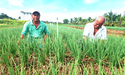 រក​បាន​ប្រាក់​ចំណូល​ខ្ពស់​ពី​ការ​ដាំ​ដំ​ណាំ​