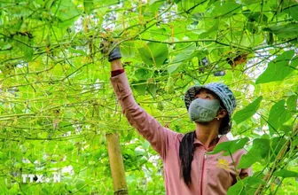 Khám phá mùa su nụ trên nóc nhà miền Tây ở tỉnh An Giang