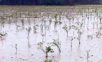 Phát huy hiệu quả bảo vệ môi trường trong sản xuất nông nghiệp