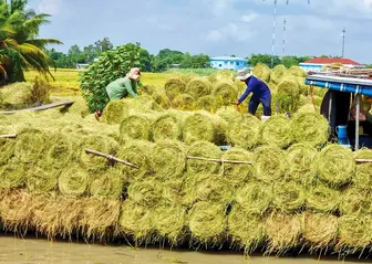Phát huy nguồn lợi to lớn từ rơm