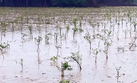 Phát huy hiệu quả bảo vệ môi trường trong sản xuất nông nghiệp