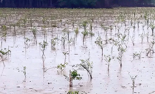 Phát huy hiệu quả bảo vệ môi trường trong sản xuất nông nghiệp